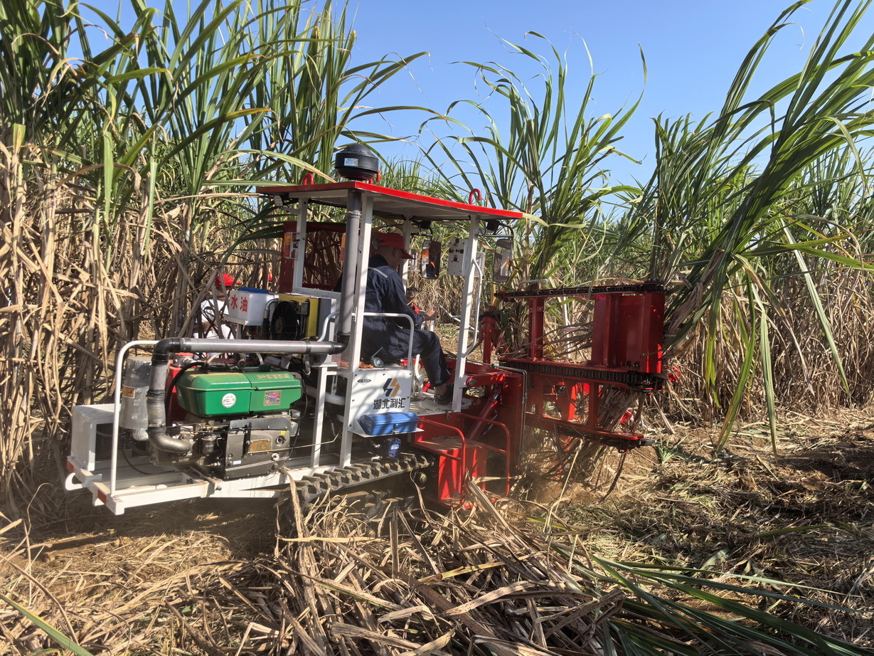 4甘蔗割铺机和割堆机作业演示_调整大小.jpg