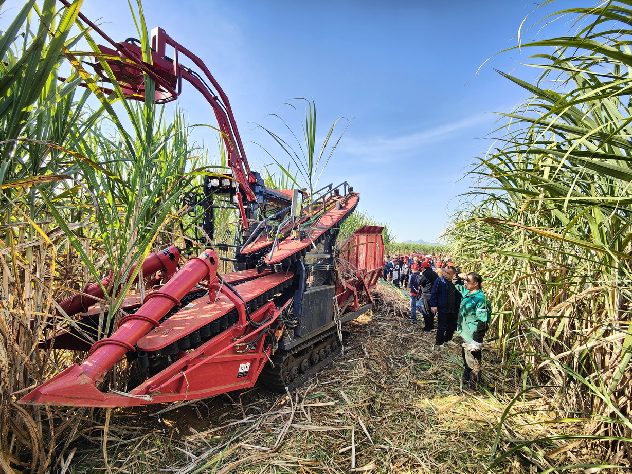 6甘蔗割铺机和割堆机作业演示_调整大小.jpg
