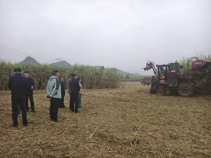 1.陈文敏副市长带队到柳江区开展糖料蔗机械化收获工作调研_调整大小.png