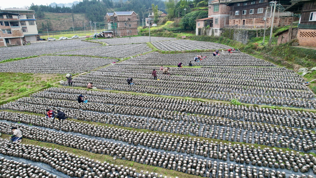 群众在扶平村木耳种植基地采摘木耳。(无人机照片)陈霆威摄_调整大小.jpg